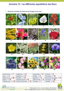 thumbnail of TESTn10_LesFleurs_Corrections